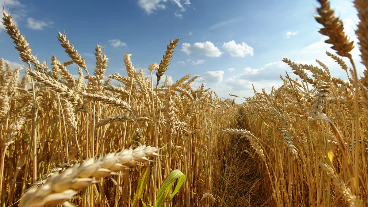 Казахстан входит в десятку ведущих мировых экспортеров зерна и является одним из лидеров по экспорту муки