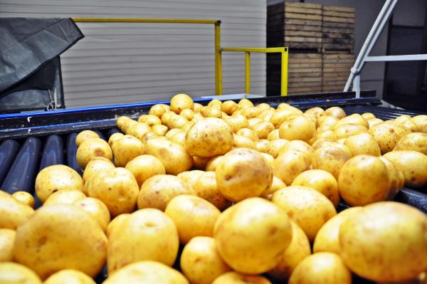 Growing and processing potatoes