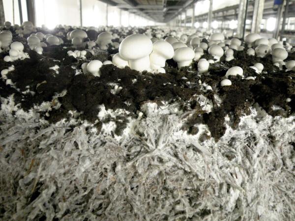 Организация производства грибов и компоста