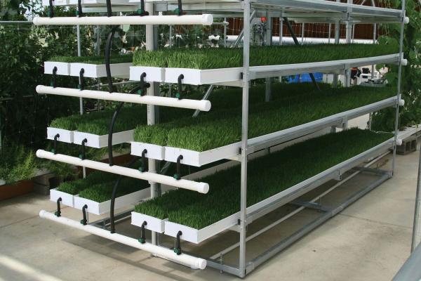 Industrial quantity hydrophonic green feed farming with a capacity of 20 tons per day